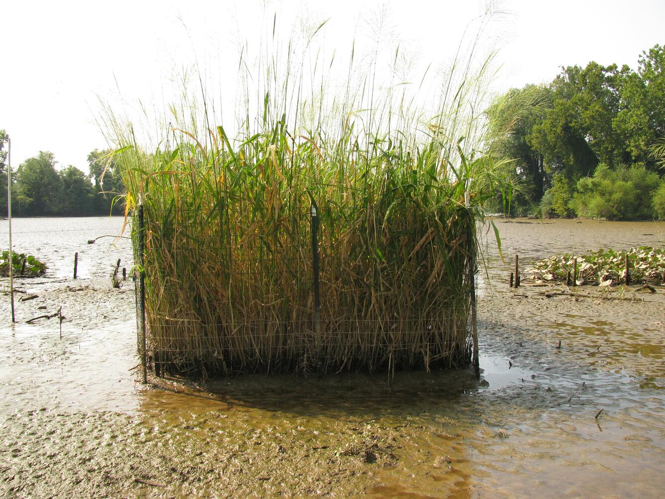 Example of one of the exclosures to study the effects of Canada geese