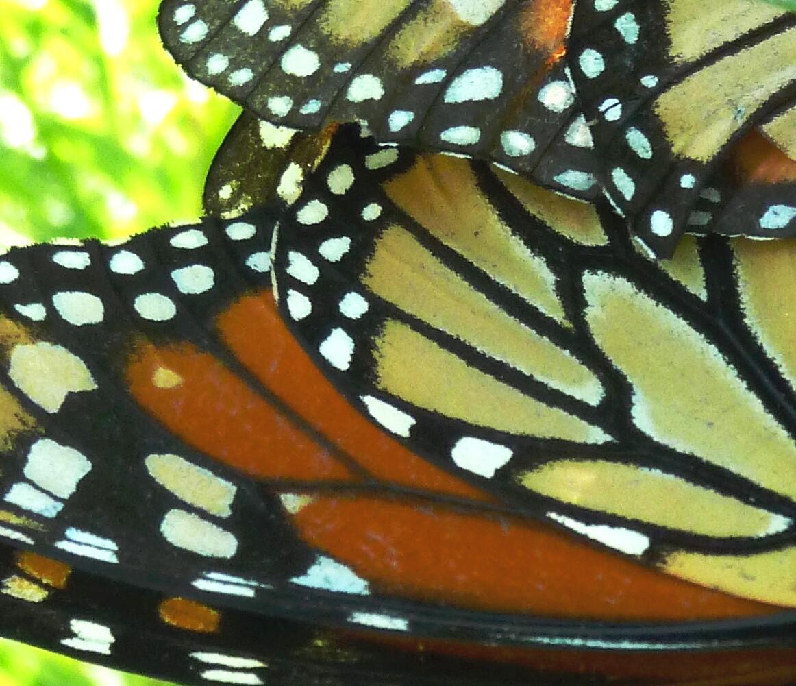 Close up of Monarch