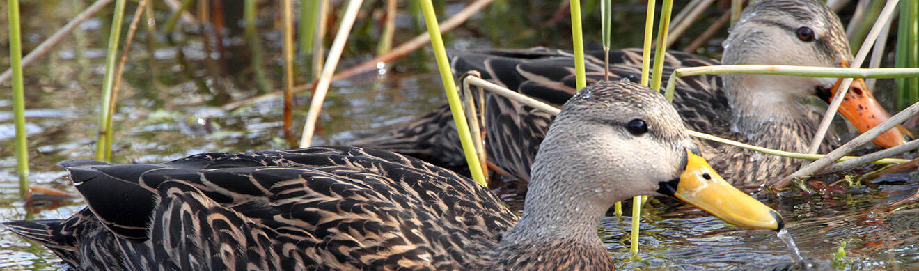 Mottled duck