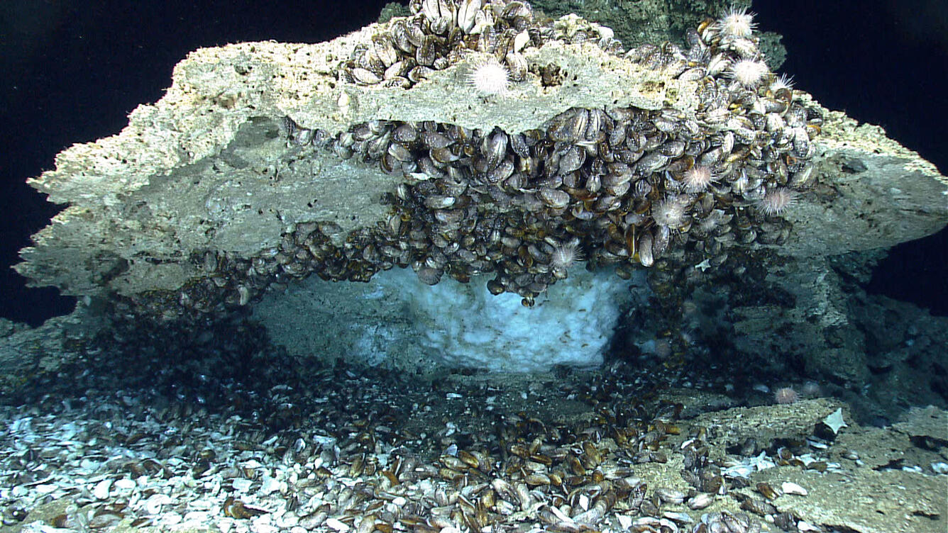 Bathymodiolus mussels 