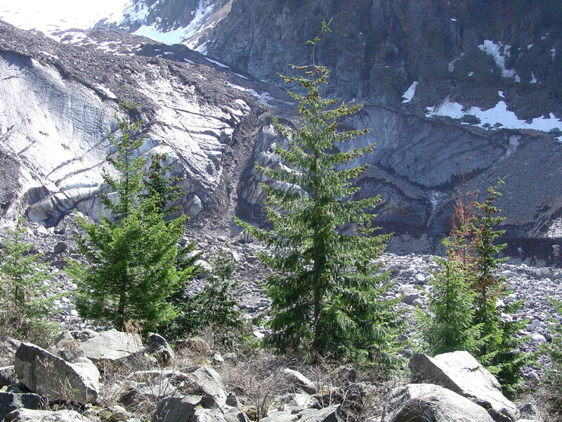 A photo of cedar and spruce trees. 