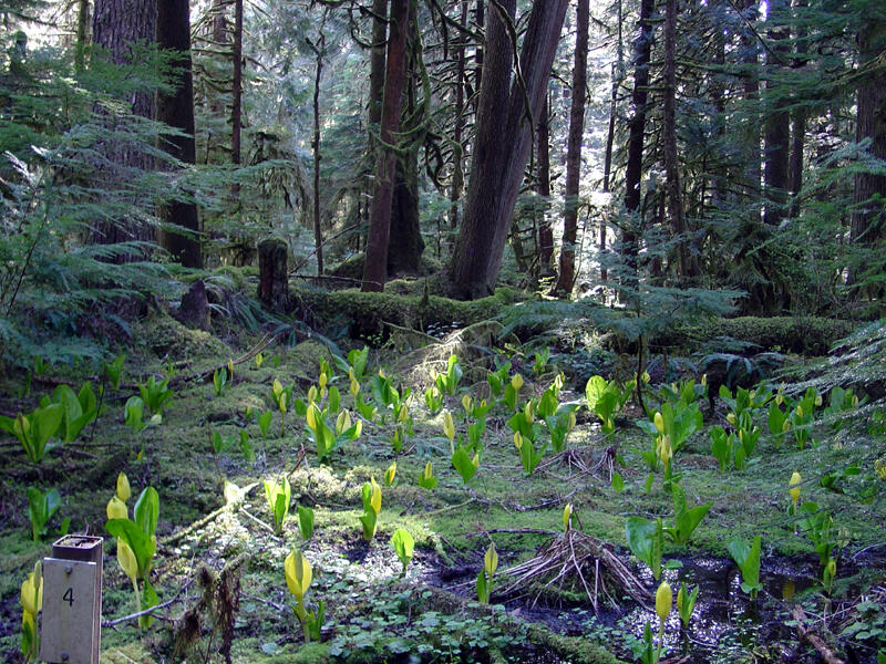 A photos of skunkcabbage.