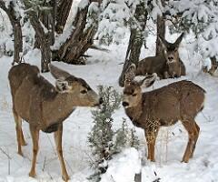 Mule deer munching on a shrub in the midst of a winter snow