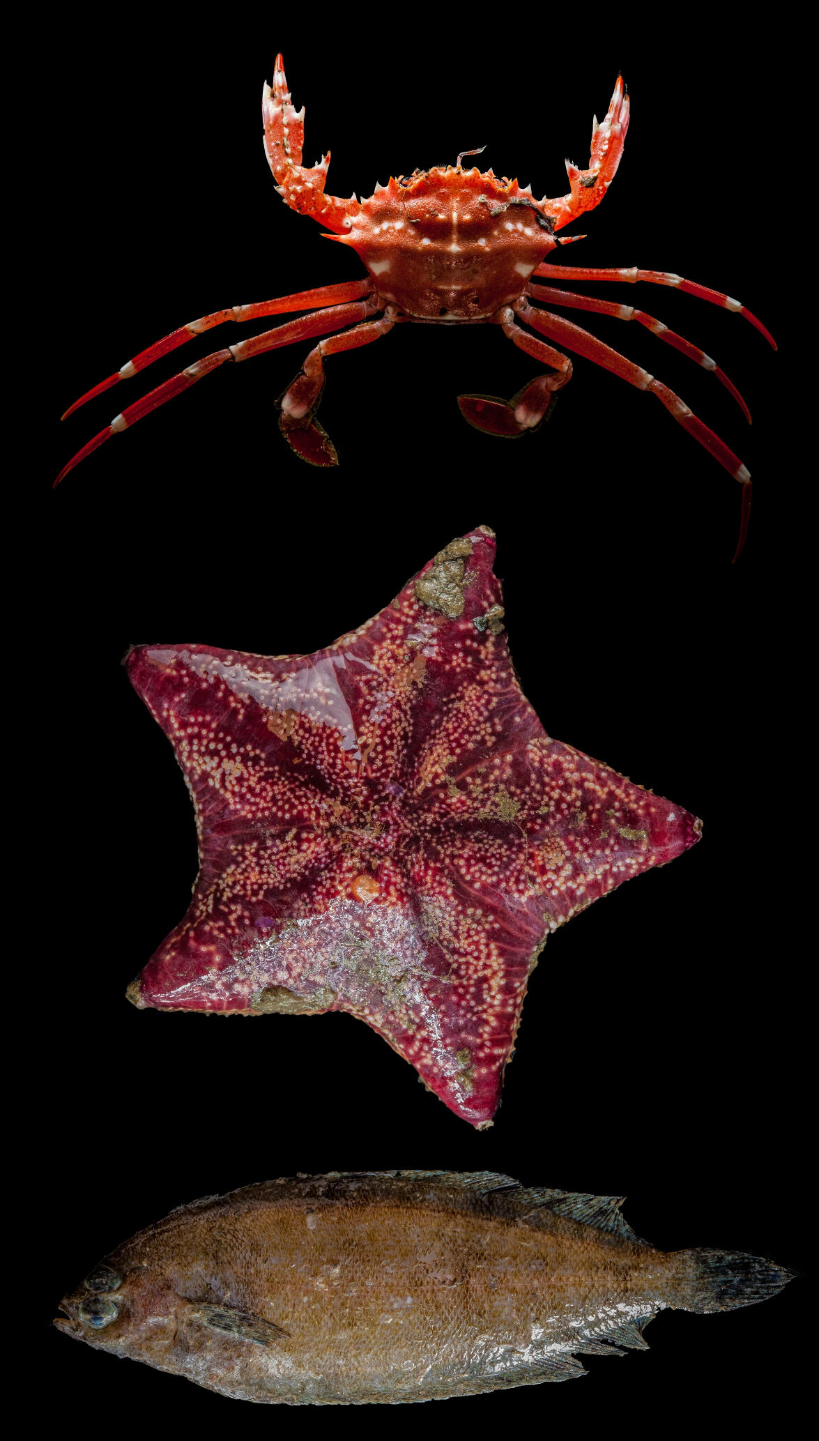 red crab, the lone sea star, and a flounder 