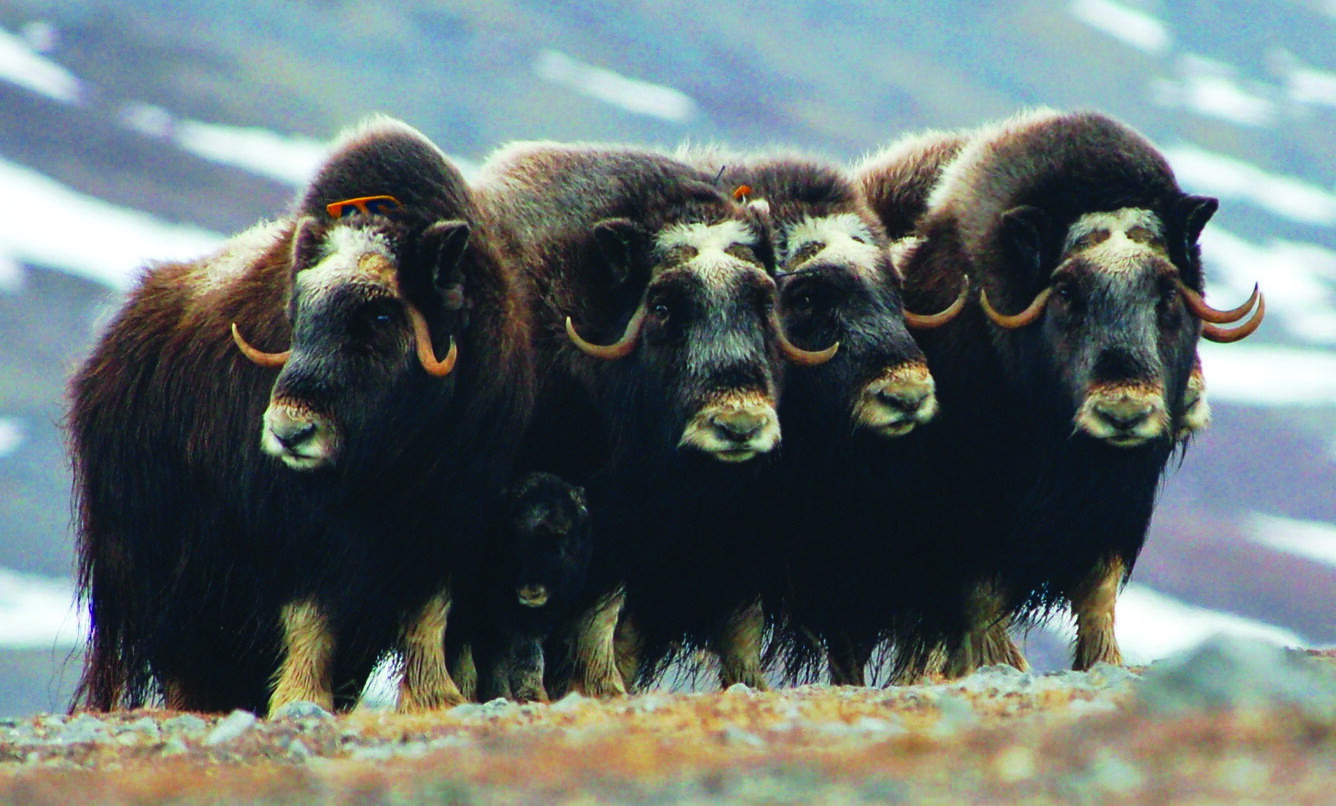 Four muskoxen with one baby in northwestern Alaska