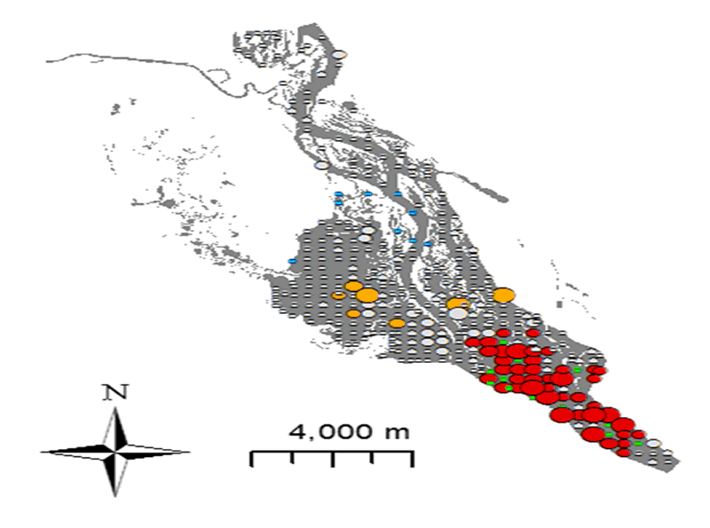 Example of hot-spot maps of adult mussels
