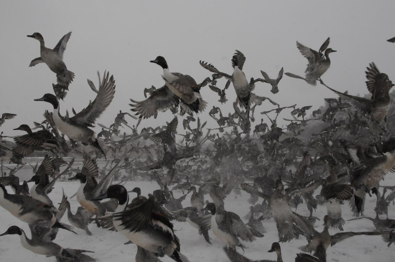 Northern pintails affected by climate change