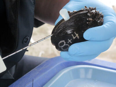 Close up of someone prying open a mussel to do a biopsy