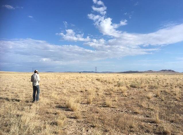 Looking for small-leaf globemallow (Sphaeralcea parvifolia)
