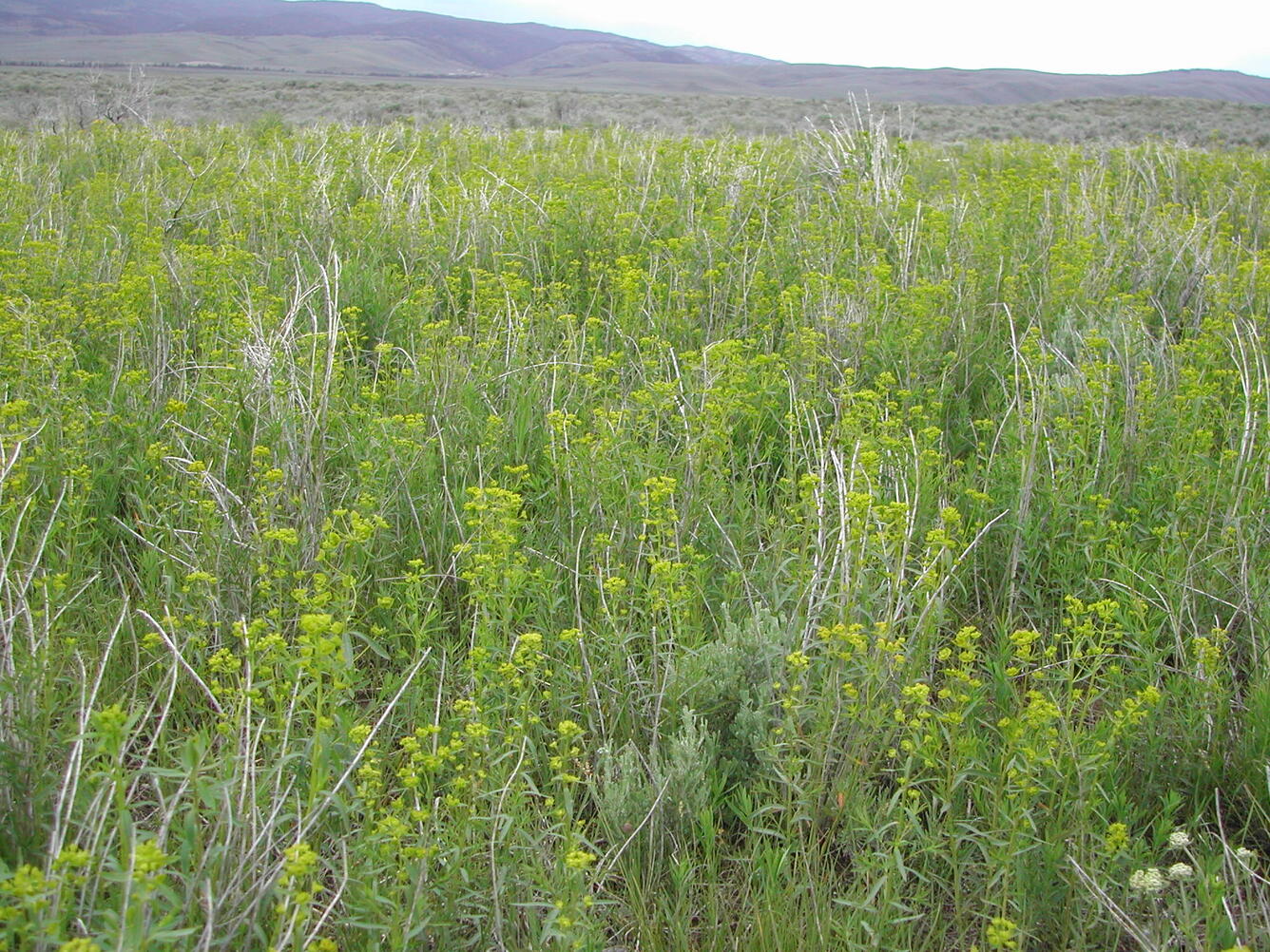 Near monoculture of leafy spurge in burn site