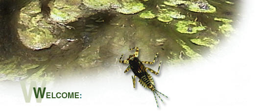 Effects of Nutrient Enrichment on Stream Ecosystems