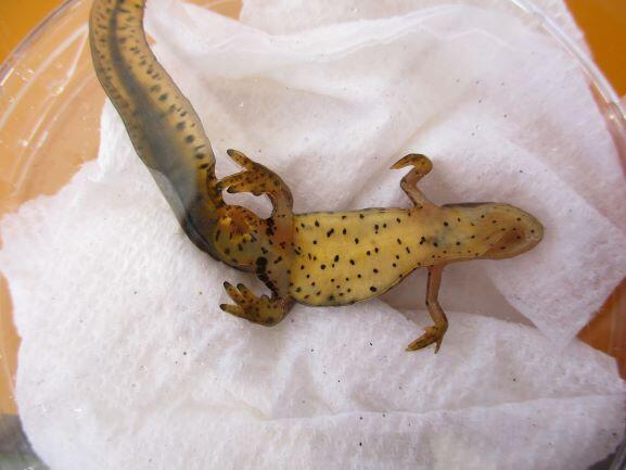 Underside of a newt showing spots.