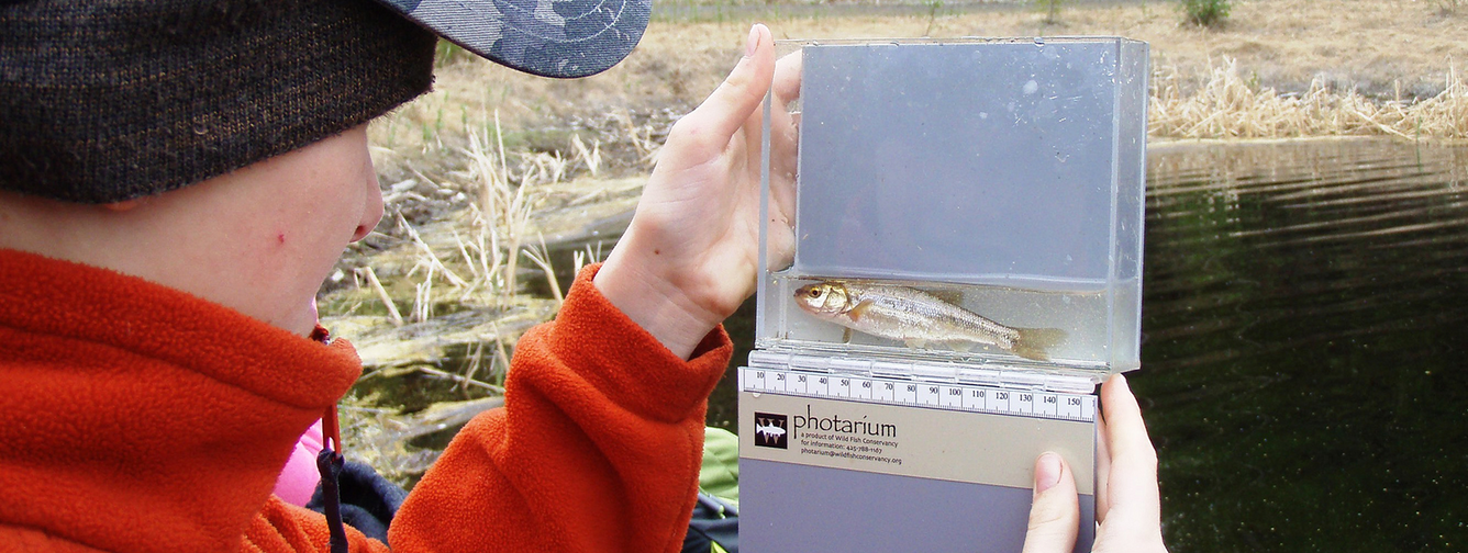 A Fairbanks student takes a close look at a native lake chub from the Chena River, Alaska