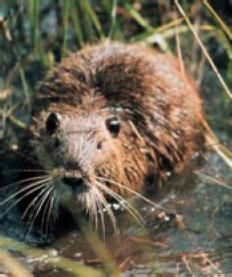 Nutria in water 