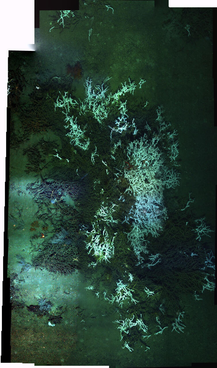 seafloor photo mosaic