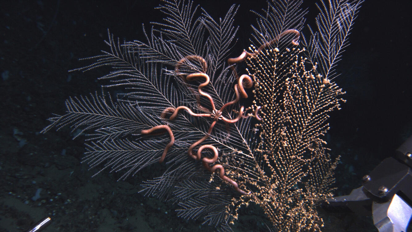 Brittlestar on coral