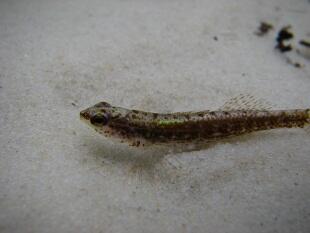 Monitor the Okaloosa darter 