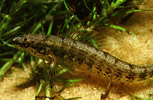 Okaloosa Darter