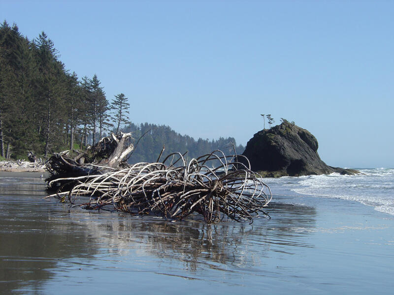 A photo of dead trees.