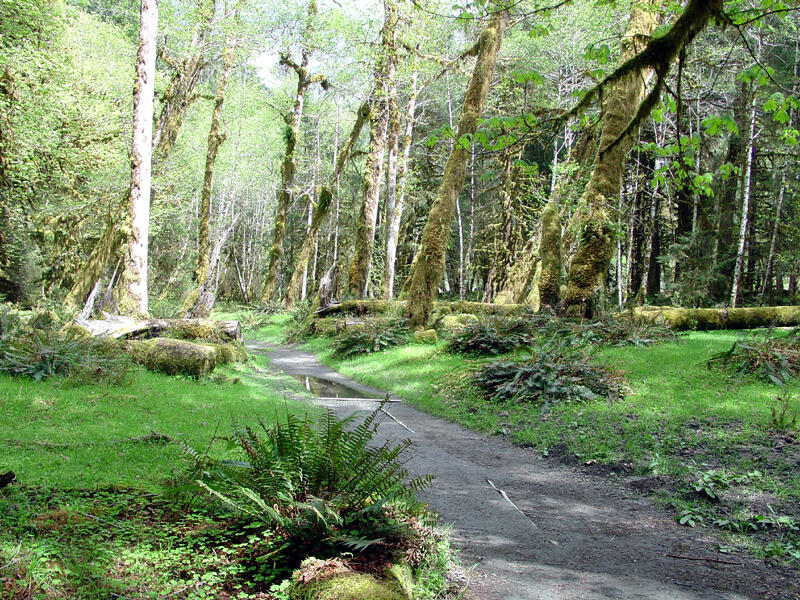 A photo of a spruce trail.