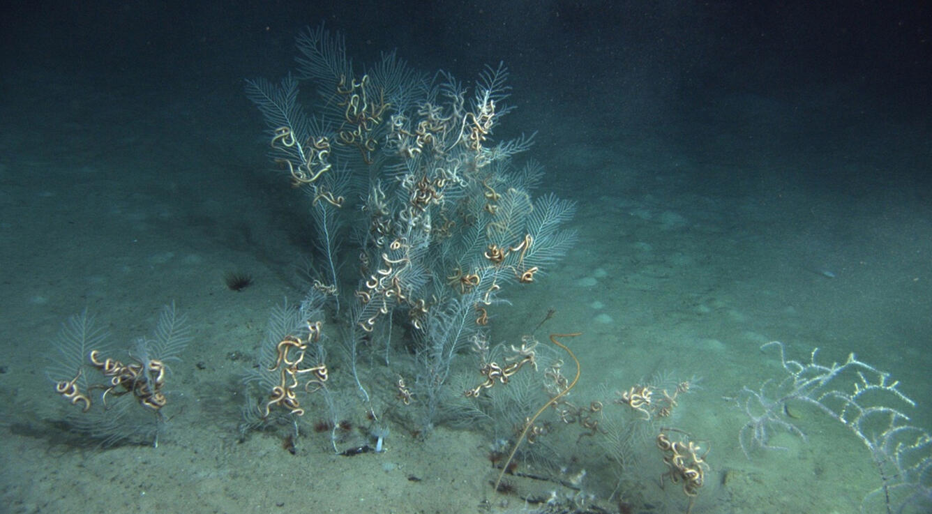 Callogorgia colonies
