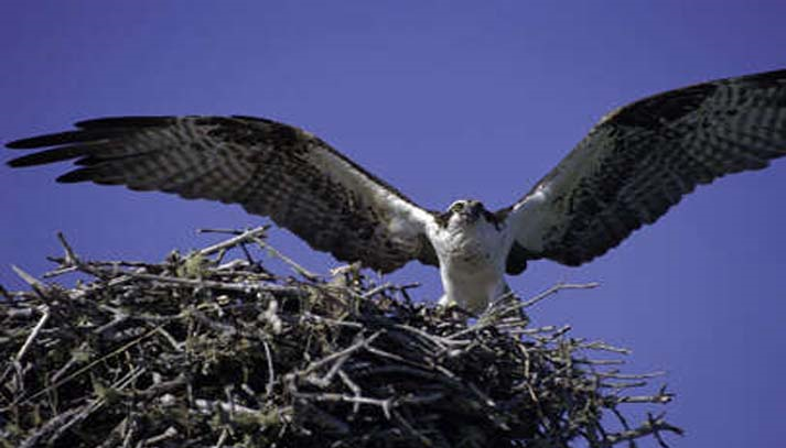 Osprey on nest