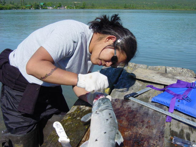 Biologist extracting the otolith (ear bone) from a sockeye salmon on Lake Clark