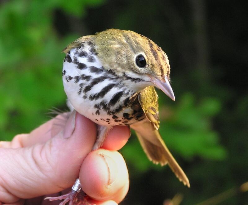 Ovenbird (Seiurus aurocapilla)