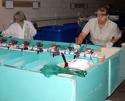 Federal fish hatchery treatment to reduce parasite infestation density on fish.