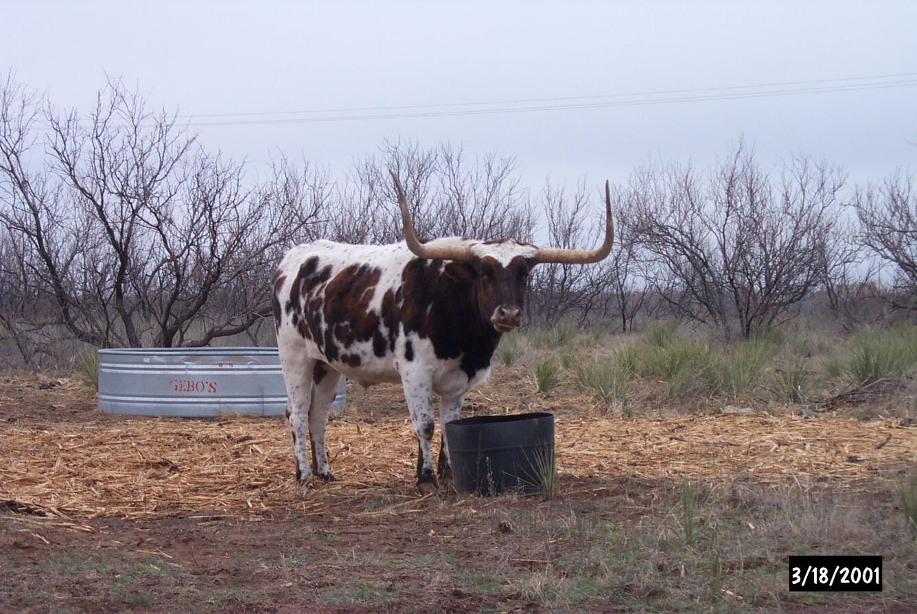 Texas longhorn