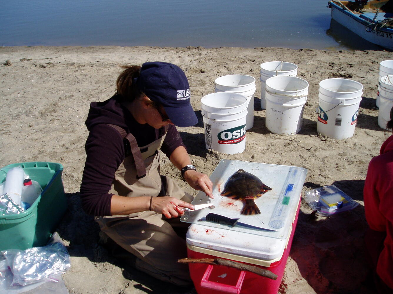 USGS scientist dissecting a summer flounder