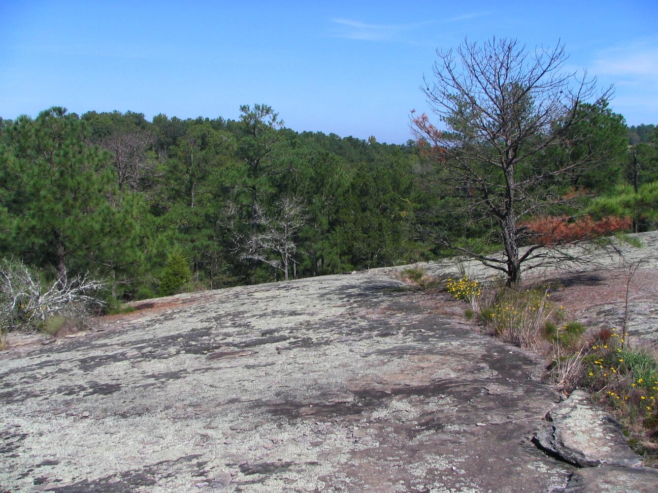 Granite outcrop, Panola Mountain Research Watershed