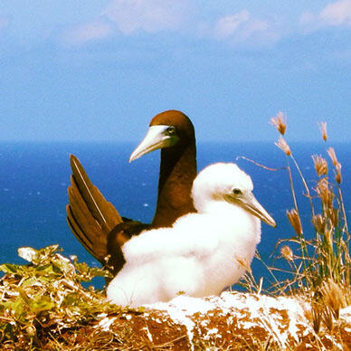 Booby and chick