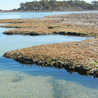 Photograph of estuarine marsh.