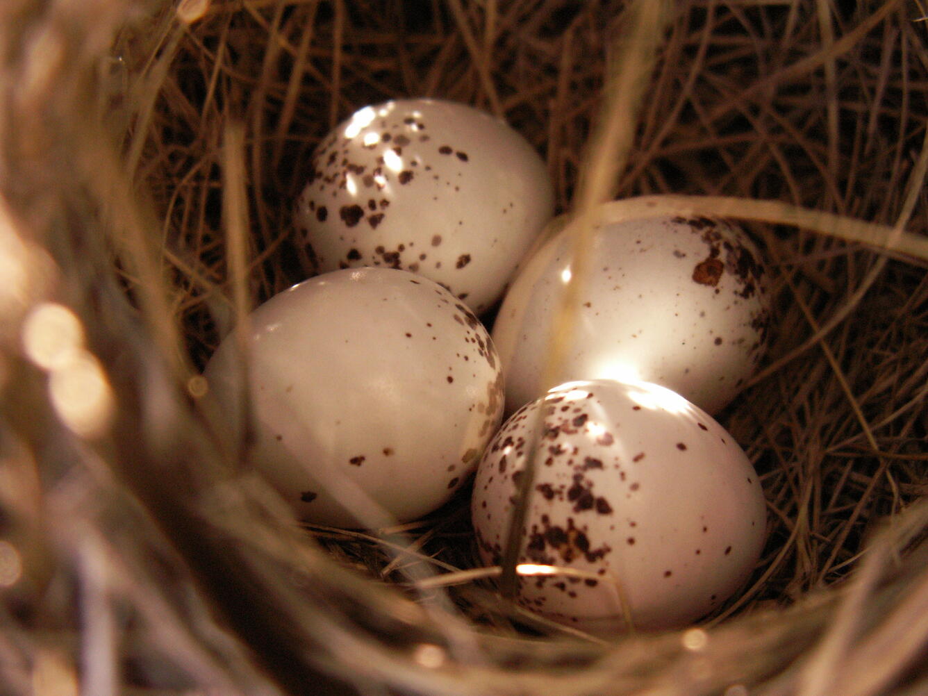 This is a picture of a Grasshopper sparrow nest