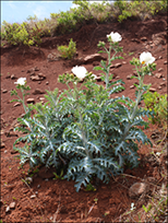 Pua kala plant