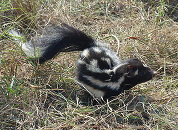 Image shows a skunk in straw