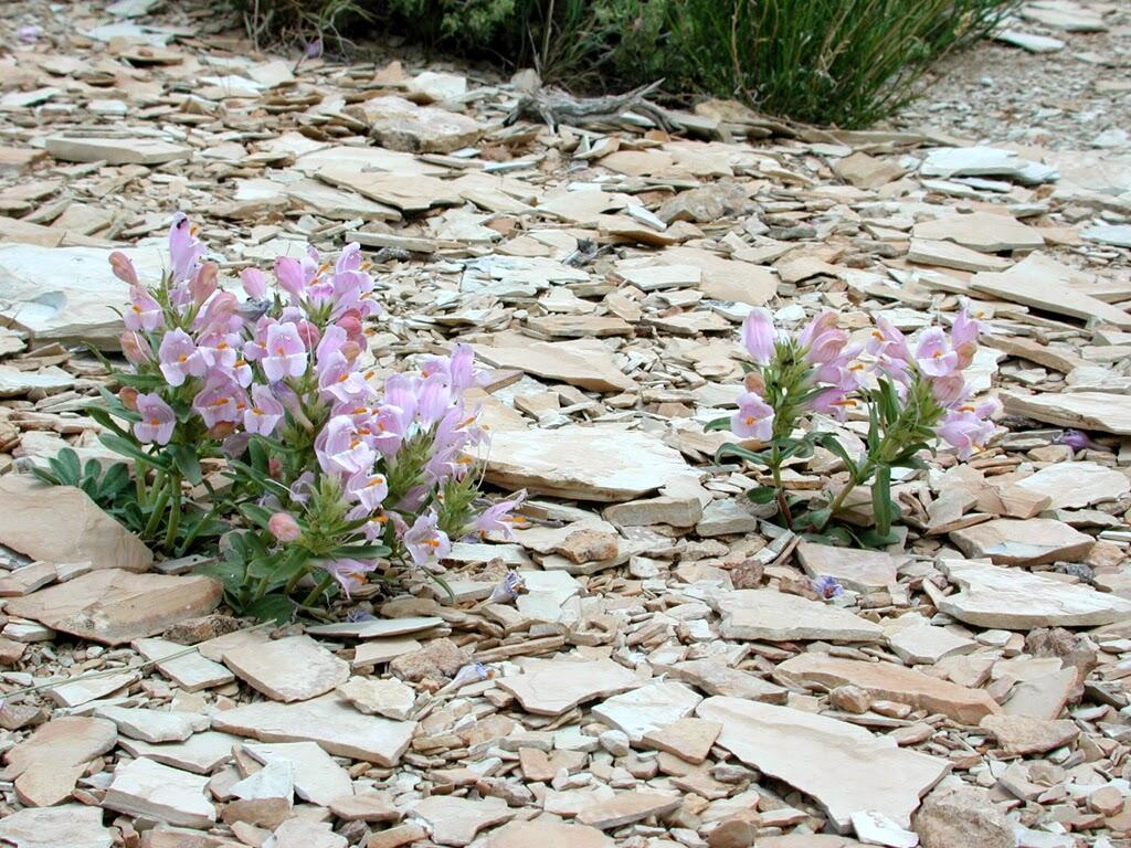 Graham’s penstemon Penstemon grahamii, a species of concern to land managers in the Colorado Plateau.