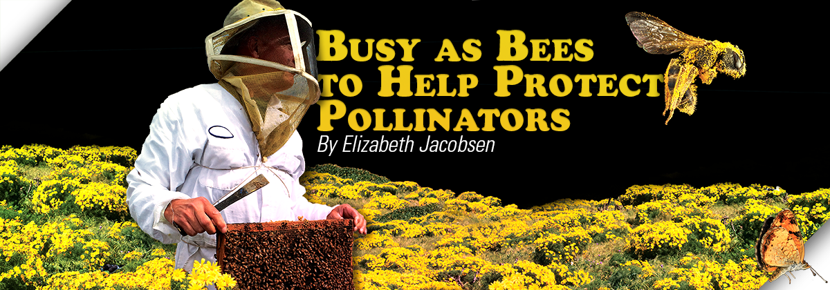 Title for Pollinator Story