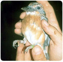 Closeup photo of hands holding medium-sized bird.