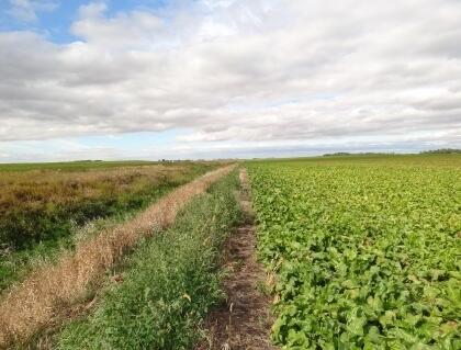 Soybeans growing along an agricultural drainage ditch