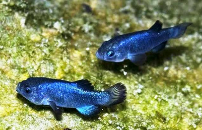 Devils hole pupfish