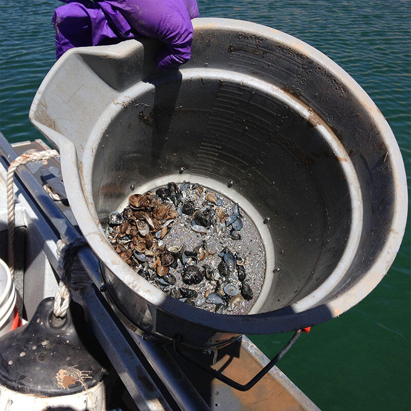 USGS researcher holds bucket of quagga mussels taken from Lake Mead