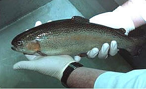 Rainbow Trout