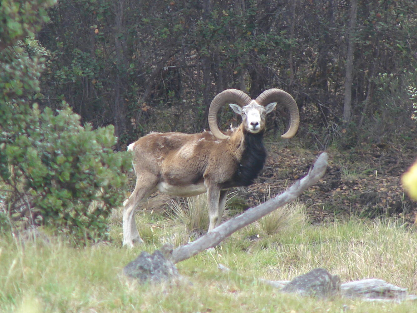 Adult male mouflon stands broadside of the camera in a grassy field