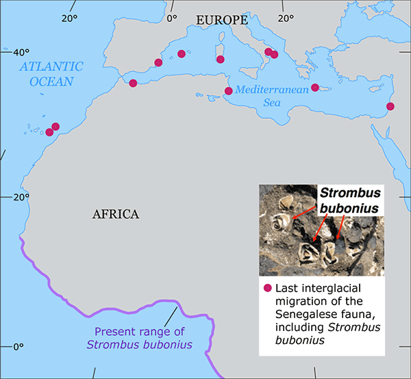Present and last interglacial range of Strombus bubonius
