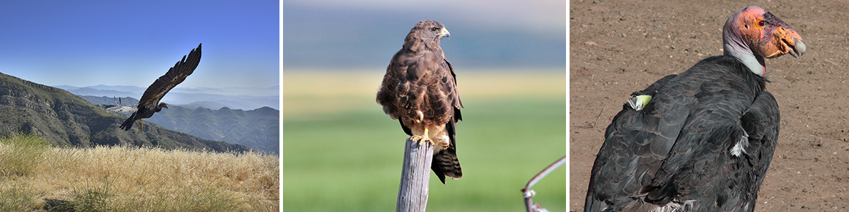 Condors and Swainson's hawk