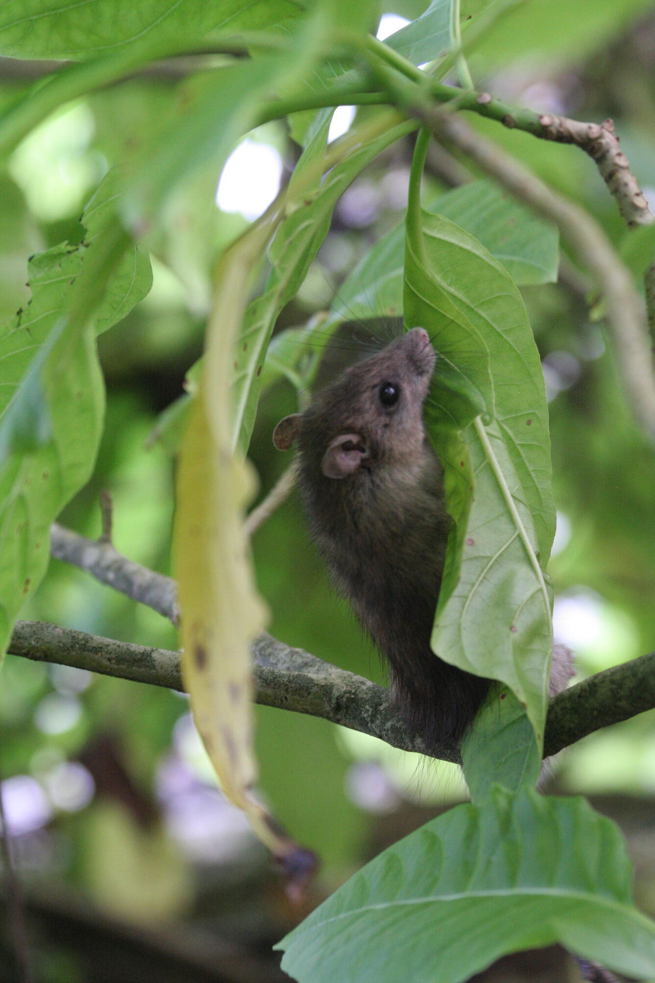 Rat on Palmyra atoll