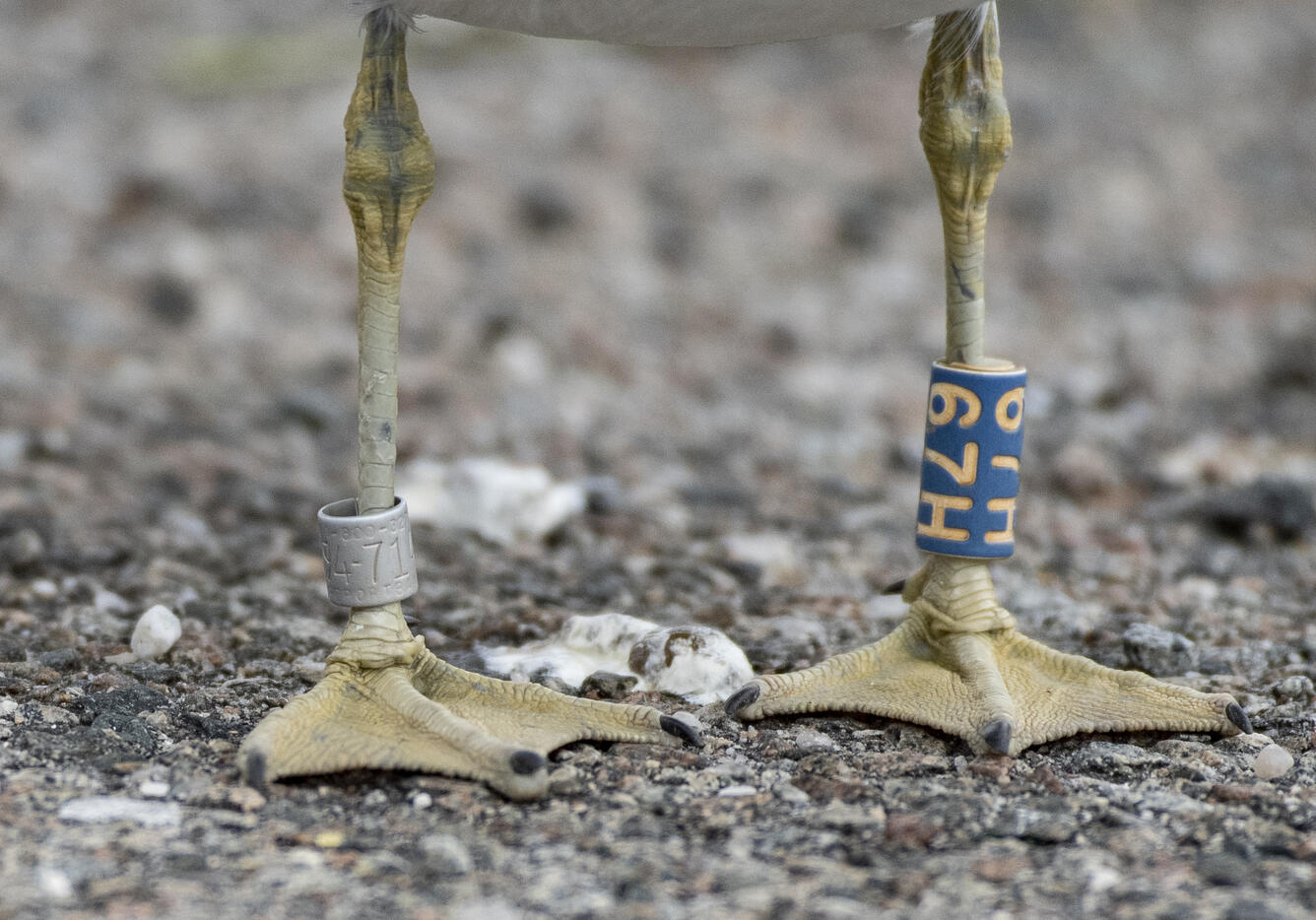 A close-up, front-view of webbed, gull feet and lower legs.