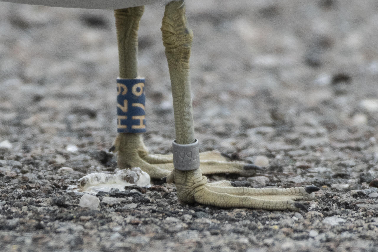 A close-up, side-view of webbed, gull feet and lower legs